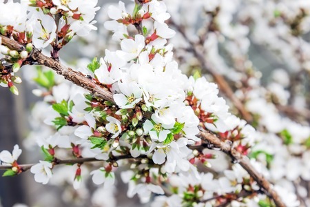 Spring Cherry blossoms, pink flowers.