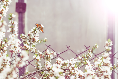 Pink flower of an Oriental cherry and butterfly;の写真素材
