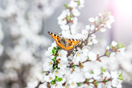 Pink flower of an Oriental cherry and butterfly;の写真素材