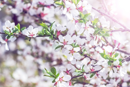 Spring Cherry blossoms, pink flowers.の写真素材