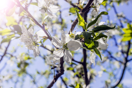 Blossoming tree with white flowers in springの写真素材