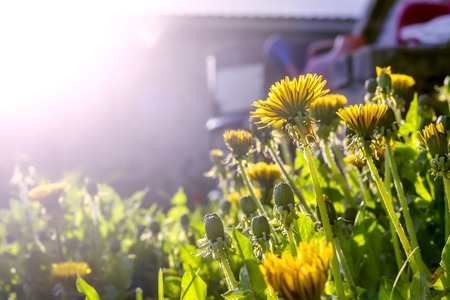 Field of spring flowers and perfect sunny dayの写真素材