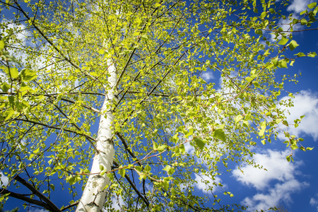 natural background - birch trees with green leaves in birch grove in forestの写真素材