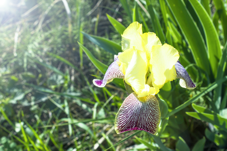 Yellow iris flower with a bee on the petalの写真素材