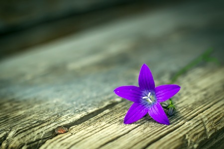 Bluebell flower on the old benchの写真素材