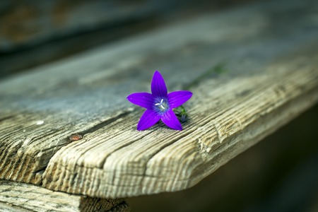 Bluebell flower on the old benchの写真素材