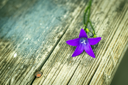 Bluebell flower on the old benchの写真素材