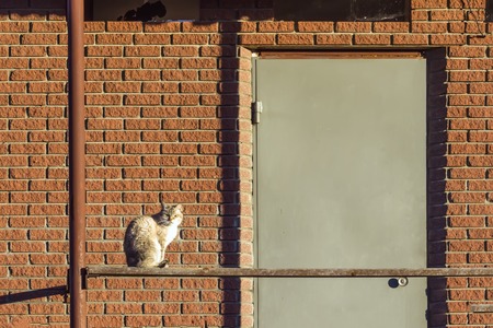 door, brick wall and the cat looking from the crack under the doorの写真素材