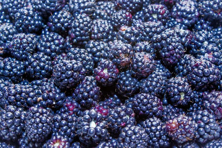 Fresh Ripe Blackberriesの写真素材