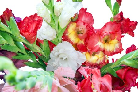 Beautiful gladiolus flowers on a white background. isolatedの写真素材