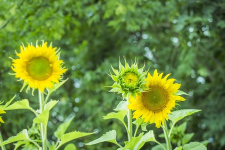 Sunflowers in the countrysideの写真素材
