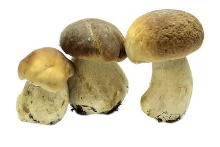Boletus edulis (king bolete) isolated on white background. Close up.の写真素材