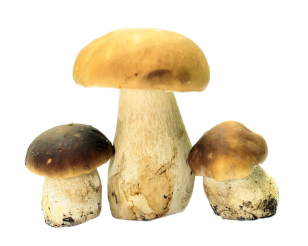 Boletus edulis (king bolete) isolated on white background. Close up.の写真素材