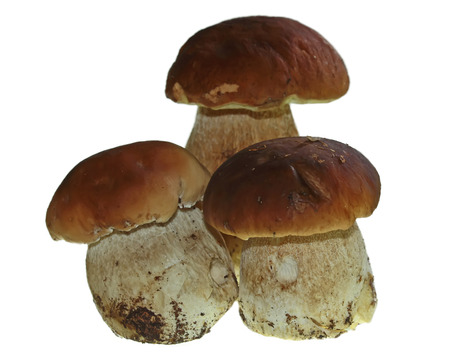 Boletus edulis (king bolete) isolated on white background. Close up.の写真素材
