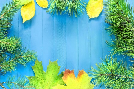 Autumn background. Maple Leaves, needles, pine, pine cones, yellow leaves on a blue background