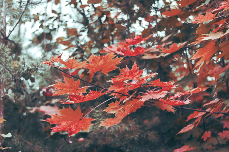 Vibrant-red amazing autumn leaves maple background
