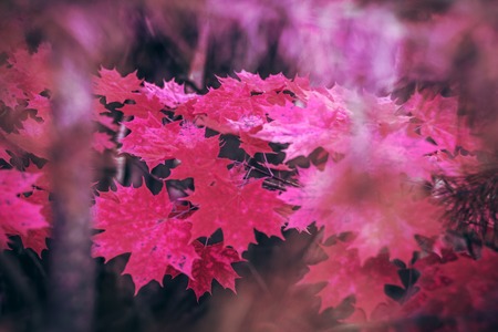 Vibrant-red amazing autumn leaves maple backgroundの写真素材