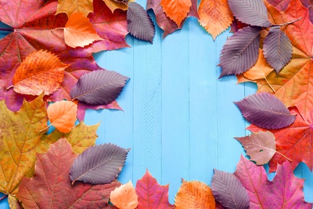 Autumn red leaves on a blue wooden background