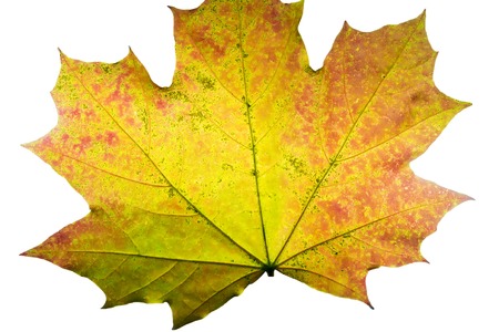 autumn maple leaf isolated on white backgroundの写真素材