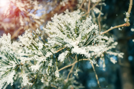 Pine needles in sparkling frost. Closeup of Christmas treeの写真素材