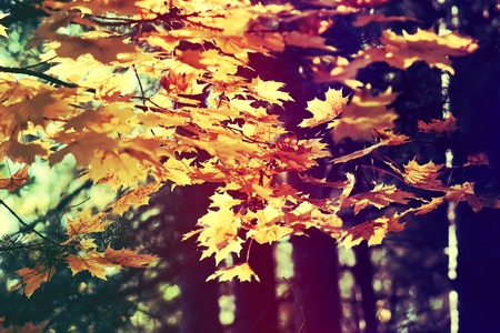 Autumn maple leaves in a retro styleの写真素材