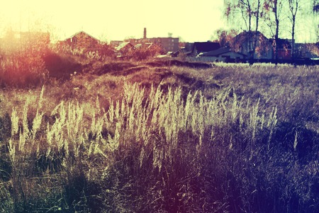 Reed in the quiet evening on sunset. Retro style.の写真素材