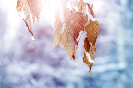 Brightly colored autumn leaves with dusting of snow.