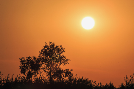 Russian trees at sunsetの写真素材
