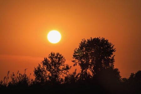 Russian trees at sunsetの写真素材