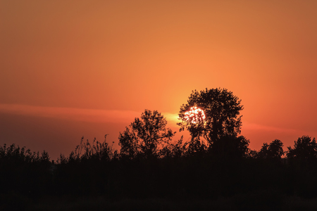 Russian trees at sunsetの写真素材