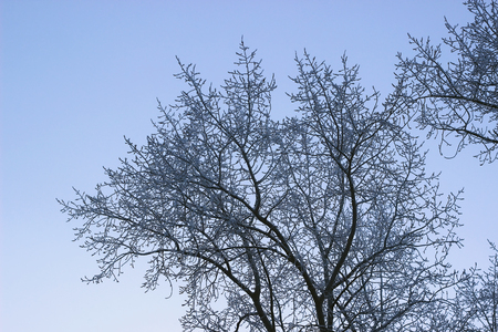 White frost covered tree crown in winterの写真素材