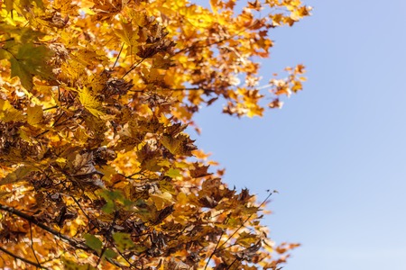 Autumn orange maple leaves against the blue skyの写真素材