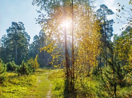 Birch in the sun autumn dayの写真素材