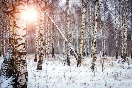 Winter landscape on a sunny day, snow on treesの写真素材