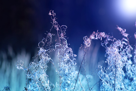 willow-herb in the field at sunrise autumnの写真素材