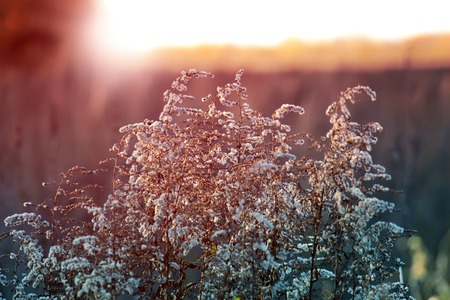Dry spare of grass in sunset dawn. Autumn.の写真素材