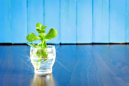 Green sprout in a glass of water on a blue backgroundの写真素材