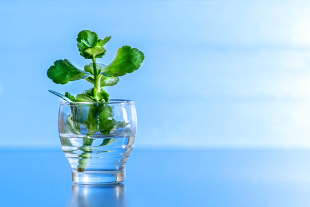 Green sprout in a glass of water on a blue backgroundの写真素材