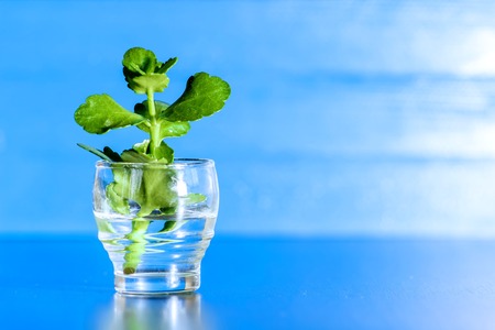 Green sprout in a glass of water on a blue backgroundの写真素材