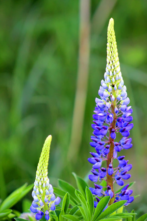 Beautiful colorful blooming lupine flower on blure green background. Ladybug on blue lupine flower commonly known as lupin or lupine. Sunset is in the flower fieldの写真素材