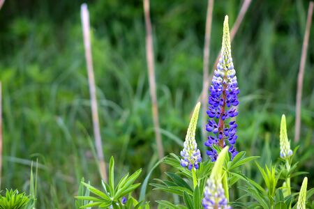 Beautiful colorful blooming lupine flower on blure green background. Ladybug on blue lupine flower commonly known as lupin or lupine. Sunset is in the flower fieldの写真素材