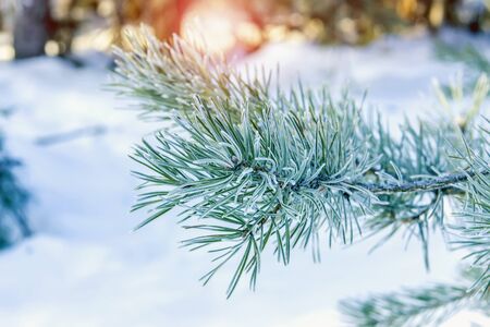 Coniferous branch covered with frost on a sunny dayの写真素材