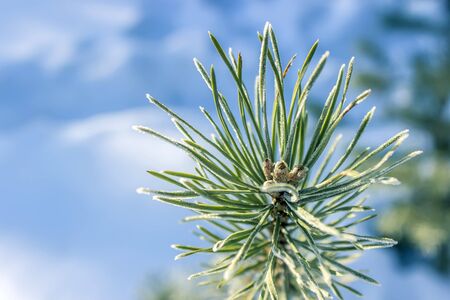 Coniferous branch covered with frost on a sunny dayの写真素材