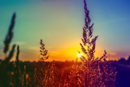 Grass at sunset, the sun.の写真素材