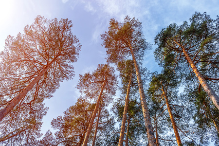 Crown of pines on blue sky background