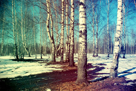 Beautiful spring birch grove in sunlightの写真素材