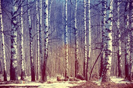Beautiful spring birch grove in sunlightの写真素材