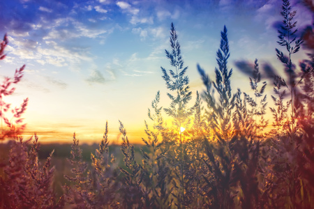 Grass at dawn in Russiaの写真素材