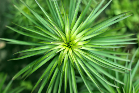 Green lily foliage. Close-up.の写真素材