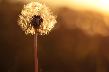 Dandelion on the meadow at sunlight backgroundの写真素材